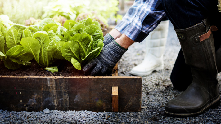 ChatGPT je rekel:  Na sliki oseba v gumijastih škornjih in rokavicah obdeluje vrt. V lesenem koritu raste sveža zelena solata.